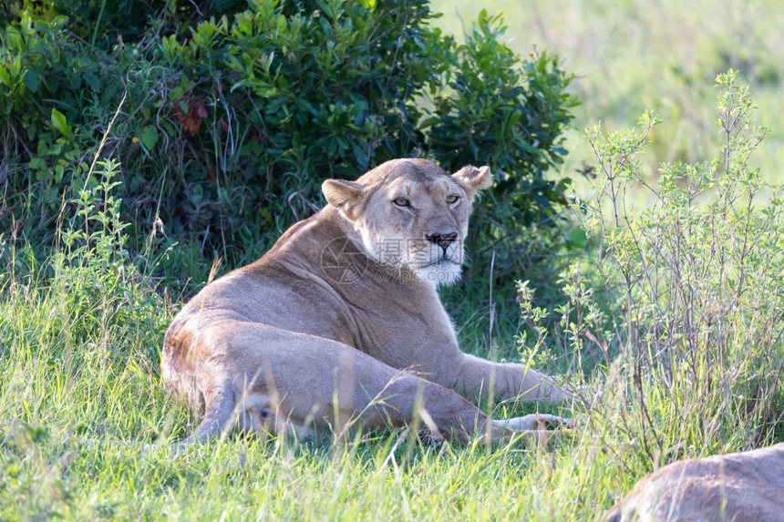 猫肖像游戏一只母狮在草地上让自己舒服并正在休息一只母狮在草地上让自己舒服并正在休息图片