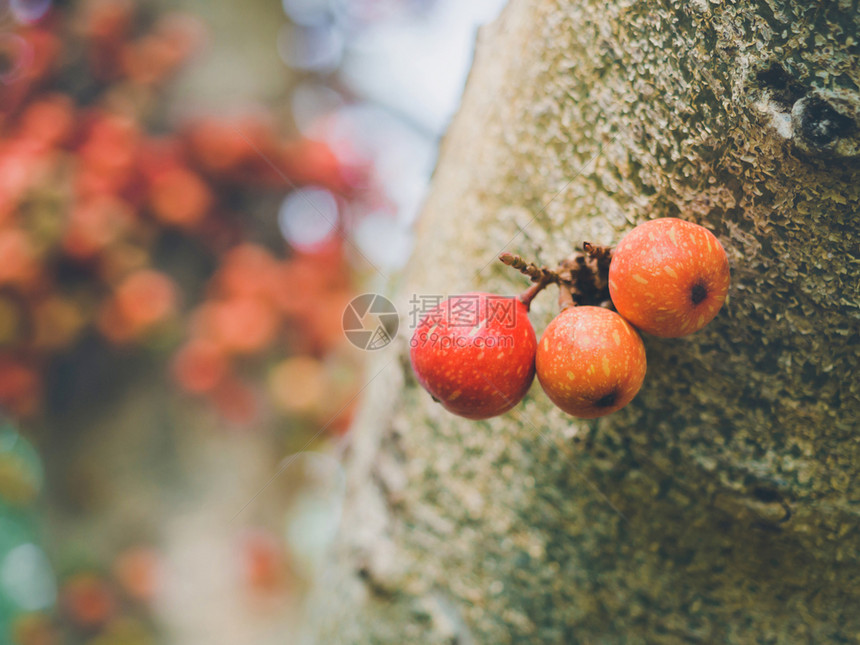 多汁的在户外露天亚皮索卡帕树上的fucuscarica绿果和红以及健康的新鲜果有机异国情调图片