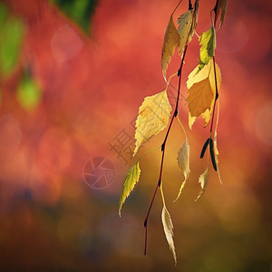 秋天公园户外的秋叶图片