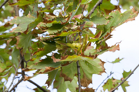 天空户外夏叶落下前秋初的树枝上有叶子旧橄榄种图片