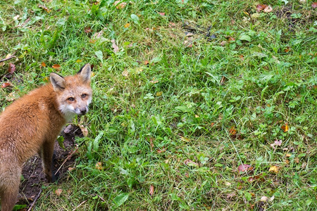 挖洞红狐狸Vulpesvulps站着看摄像机戏剧风景优美图片
