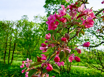 禅花瓣春时美丽的樱花沙库拉粉红树枝盛开图片