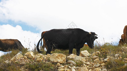 季节植物群草原夏日地上的牛群与蓝天对立图片