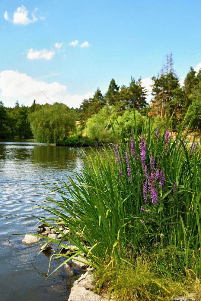 蓝色的美丽紫花朵在树林中的池塘天然色彩多的背景颜色花园图片