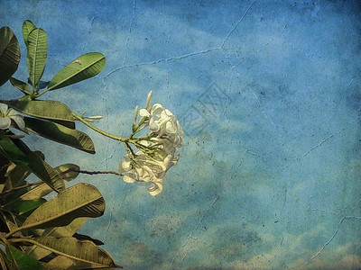 蓝色天空的白freangipani花朵绿色热带植物图片