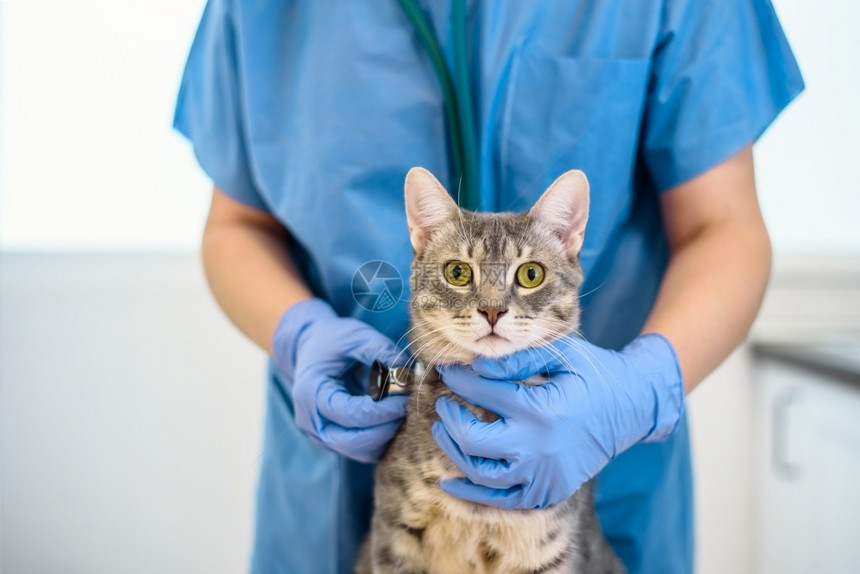 兽医正在用听诊器检查一只灰猫图片