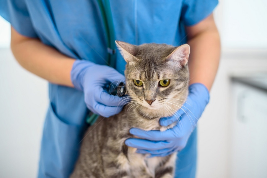 兽医在用听诊器检查一只灰猫图片