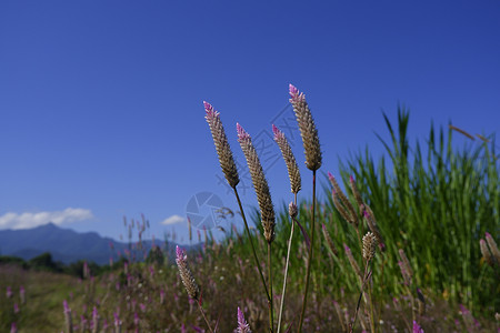 夏天Celosiacaracas在蓝天背景下然的公鸡角花植物背景图片