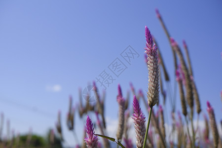 Celosiacaracas在蓝天背景下然的公鸡角花有机盛开美丽背景图片