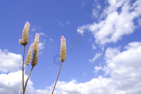 香味花的调料Celosiacaracas在蓝天背景下然的公鸡角花背景图片