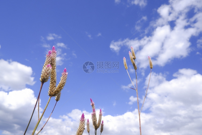 有机的Celosiacaracas在蓝天背景下然的公鸡角花茴香粉色的图片