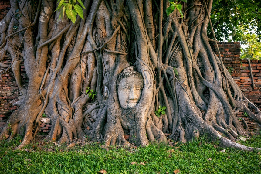 宗教的纪念碑寺庙在泰国Ayutthaya历史公园WatMahath的无花果树上佛头图片