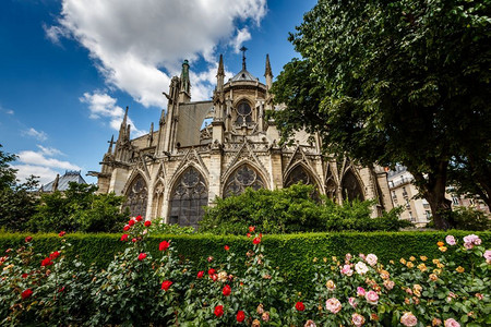法国前方红玫瑰和白巴黎大教堂圣母修女会法国哥特花地标图片