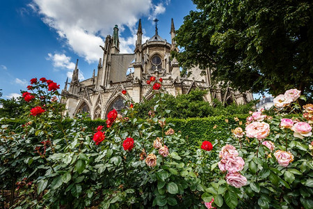 结石文化巴黎人法国前方红玫瑰和白巴黎大教堂圣母修女会法国图片