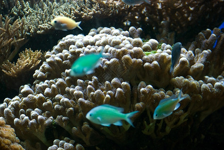 有多彩热带鱼类和珊瑚的水族馆背景图片