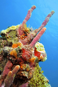 丰富多彩的古巴PlayaGiron加勒比海珊瑚礁绵风热带鱼背景图片