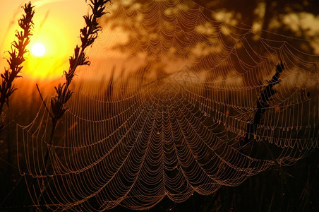 蜘蛛网夏天在Bug河附近的波兰草地在太阳升起的红光下Web芦苇图片