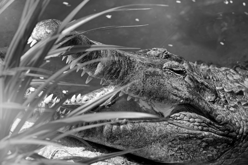 荒野哥斯达黎加鳄鱼的黑人和白肖像画Name一种嘴图片