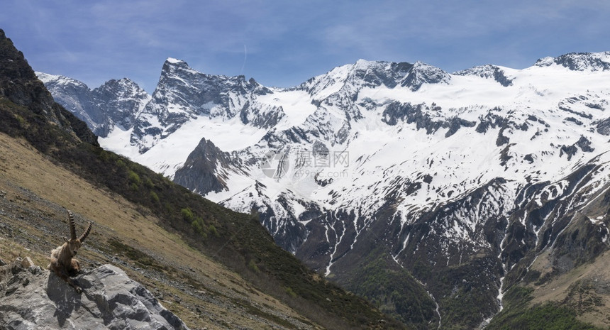范围阿尔卑斯山的雪地景观羊现身最好的人们图片