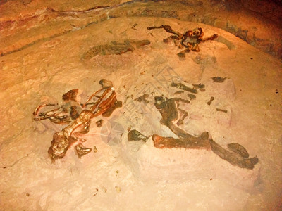 历史肉食动物恐龙骨骼强的怪物高清图片素材