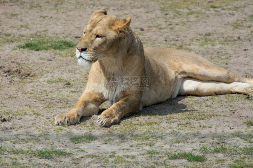 哺乳动物异国情调警戒女狮子趴在地上危险图片