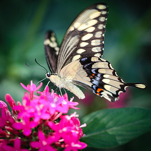 动物群凤蝶户外色彩多的巨型燕尾蝴蝶背景图片