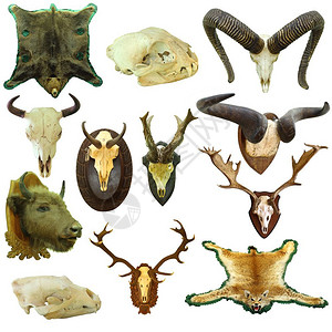 收集孤立的狩猎奖杯白底野兽和猎物小熊座奖金鹿茸图片