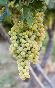 西班牙葡萄树上挂着的白葡萄团浆果一种簇图片