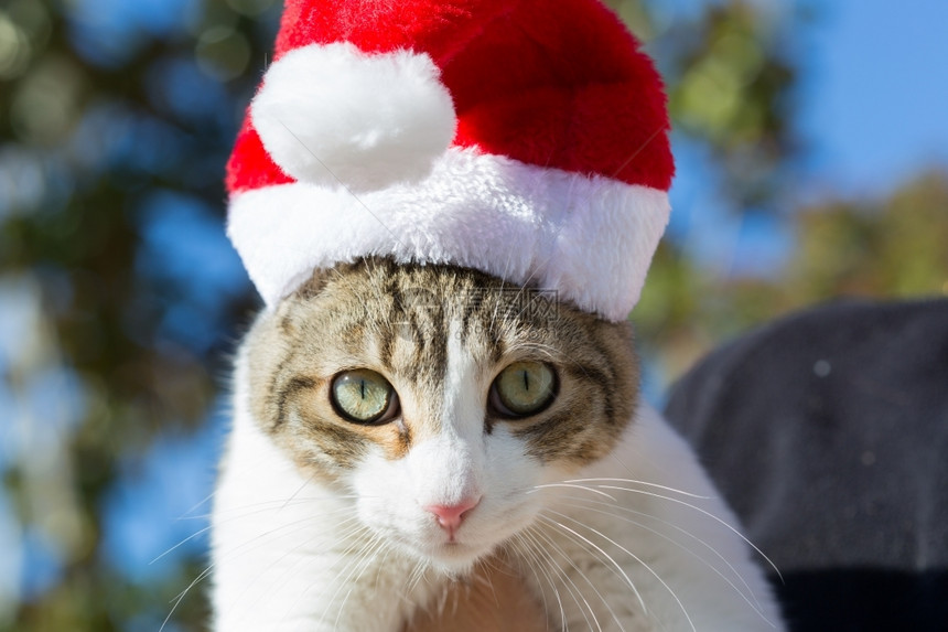 戴圣诞帽的猫咪图片