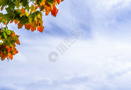 落下自然蓝天和白色的秋叶蓝天空和白色背景树前有绿色黄橙红和秋叶的布兰切斯树秋季可能有云彩叶带复制空间抽象的背景图片