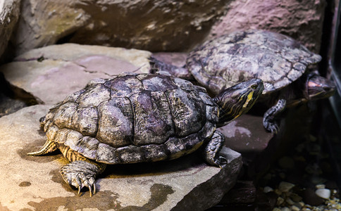 水下脚本结石Cumberland滑板海龟在一块石头上与背景中的另一只海龟美国热带宠物密切接触背景图片