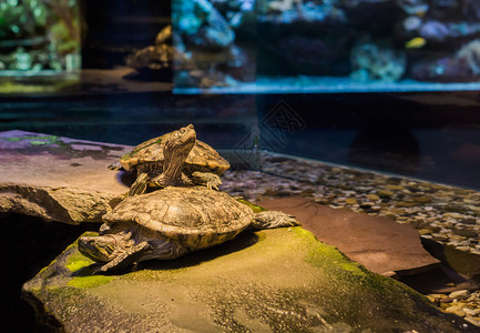 海龟站在另一只上环顾四周热带美洲宠物们从国来贝壳背景图片