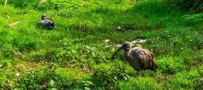 有伊比斯站在草地上热带鸟种来自非洲流行动物园学鸟科账单宜必思高清图片素材