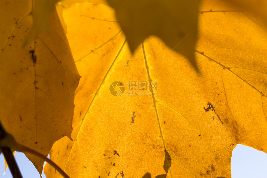 秋天的黄树叶图片