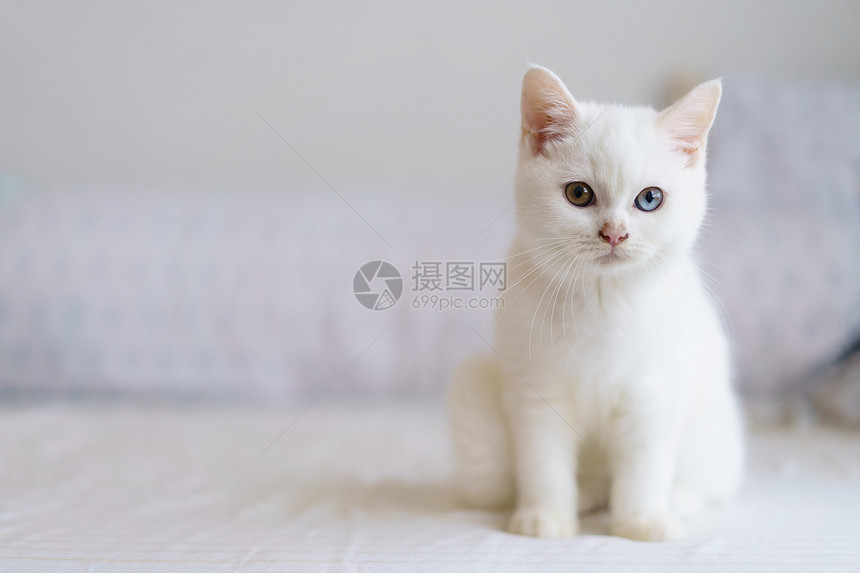 沙发上的白猫图片