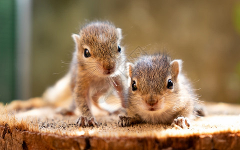 荒野脊椎动物幼松鼠照顾妈母亲为了图片