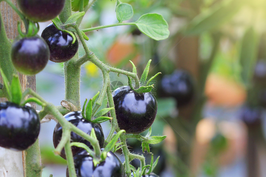 植物花青素太阳黑园里的树枝上黑番茄靛蓝玫瑰花园里的树枝上黑番茄图片