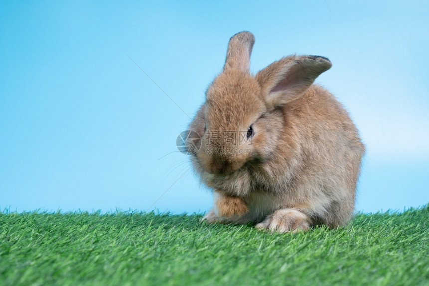 绿草地上的兔子图片