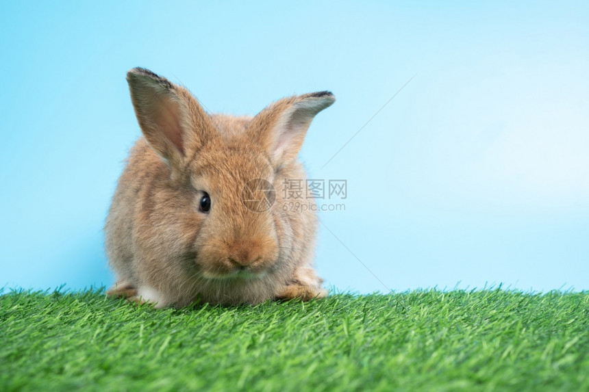 绿草地上的宠物兔子图片