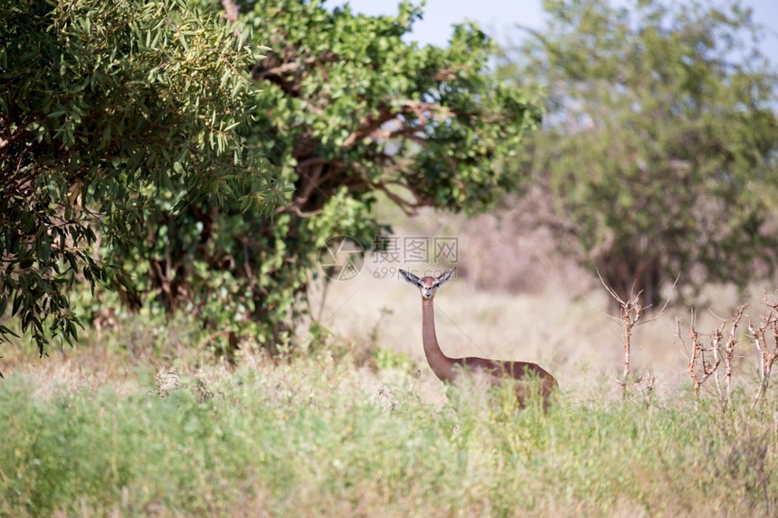 棕色的长着颈羚羊正站在树丛之间看着一头长脖子的蚂蚁站在树丛之间腿栖息地图片