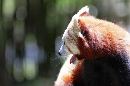 野生动物小熊猫图片