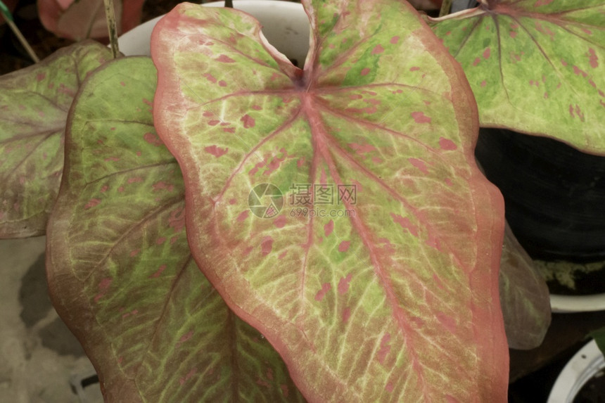 热带装饰风格美丽的双色叶子植物股票照片抽象的图片
