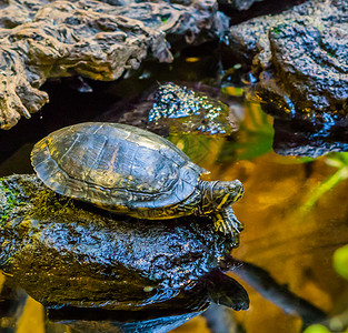 热带在水面的岩石上紧贴着金伯伦海滑板龟来自美国河流的宠物黄色的背景图片