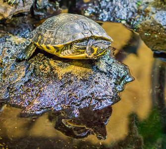 耳朵气管术厚脸皮在一块岩石上紧闭一只黄色的战舰滑板海龟来自美国河流的行爬动物宠背景图片