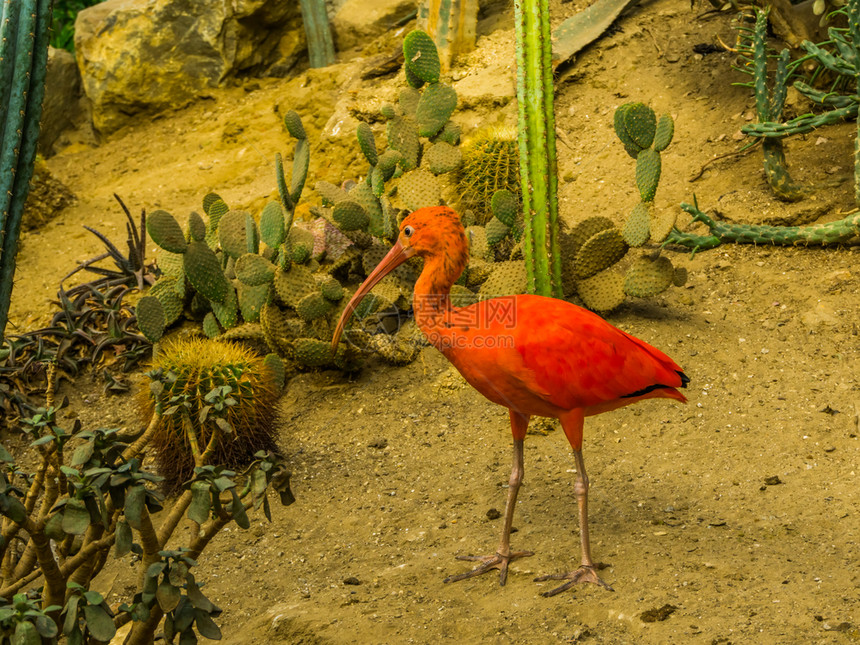 明亮的在沙漠中行走红色碧蜂来自美洲和加勒比的多彩热带鸟类在养殖中受欢迎宠物的动图片