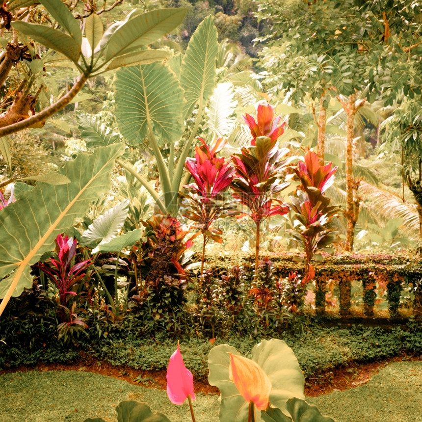 魔法神秘充满奇妙植物和花朵的奇幻热带园异色彩装饰风格图片