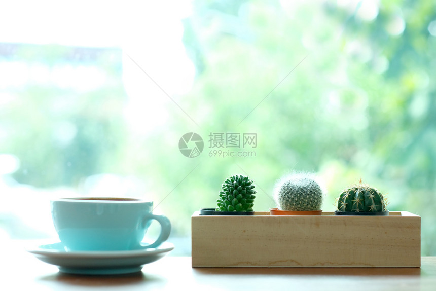 窗边桌子上的仙人掌和绿咖啡杯色自然背景模糊有复制空间苏普利的家庭植物棉条热的内部最佳图片