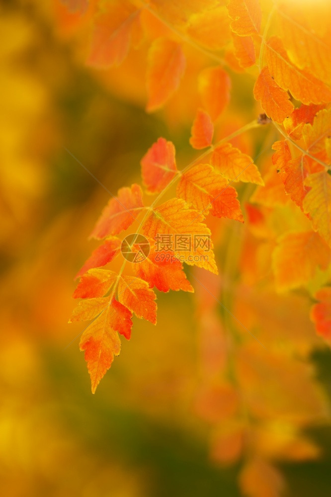 黄色的树叶秋自然概念场景秋季叶子图片