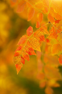 黄色的树叶秋自然概念场景秋季叶子图片