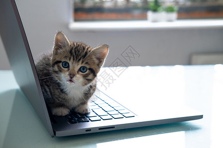 小猫坐在笔记本电脑键盘上图片